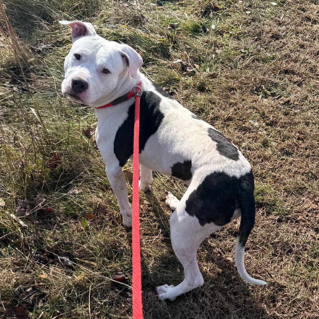 Enlarge Oreo McFlurry, a Adoptable Pit Bull Terrier in York, PA image 5/6