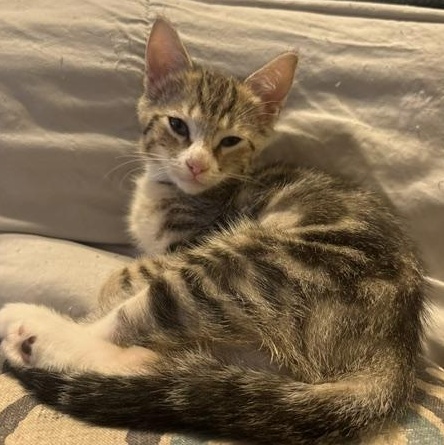 Enlarge Sonya (3.5 months), an adopted Domestic Short Hair in Gig Harbor, WA image 3/6