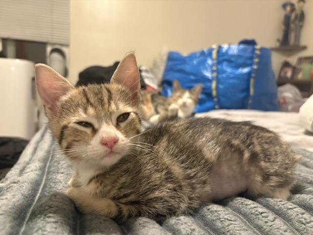 Enlarge Sonya (3.5 months), an adopted Domestic Short Hair in Gig Harbor, WA image 1/6