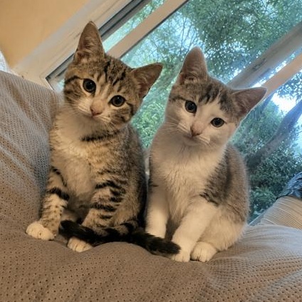 Enlarge Sonya (3.5 months), an adopted Domestic Short Hair in Gig Harbor, WA image 4/6