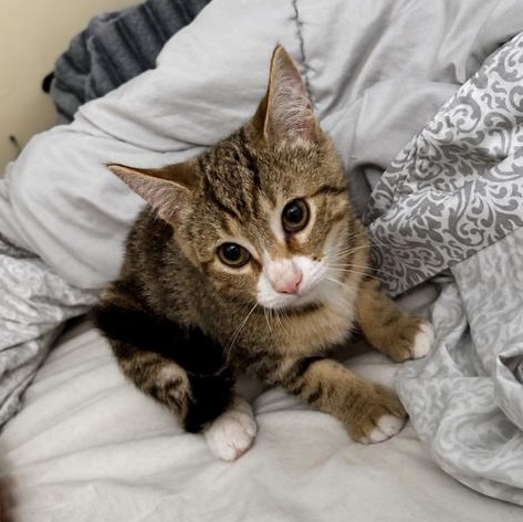 Enlarge Sonya (3.5 months), an adopted Domestic Short Hair in Gig Harbor, WA image 6/6