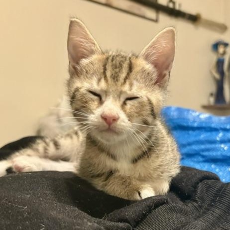 Enlarge Sonya (3.5 months), an adopted Domestic Short Hair in Gig Harbor, WA image 2/6