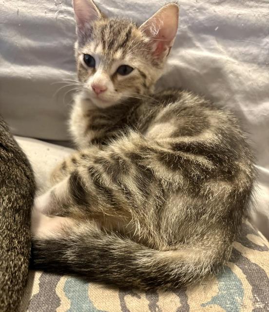 Enlarge Sonya (3.5 months), an adopted Domestic Short Hair in Gig Harbor, WA image 5/6