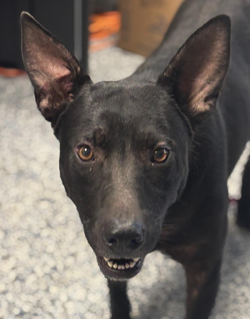 Enlarge Dixie, a Adoptable mixed breed in Carthage, MO image 1/1