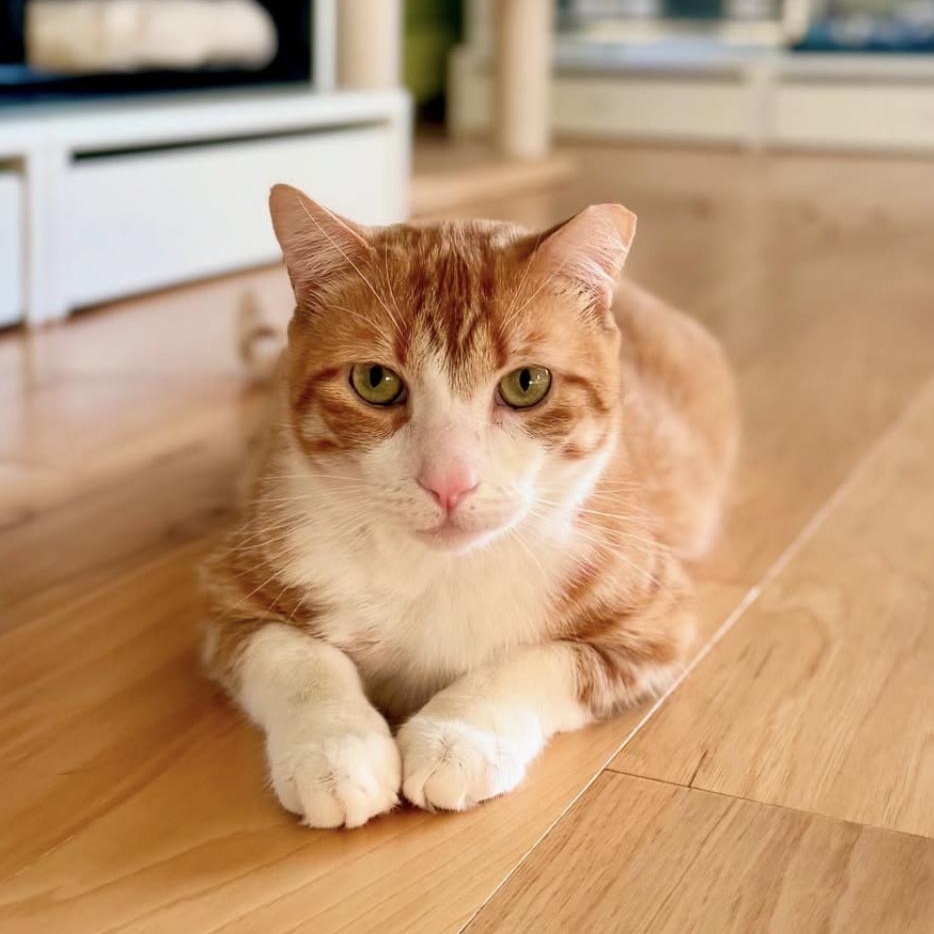 Tom, Adoptable, Young Male Domestic Short Hair.