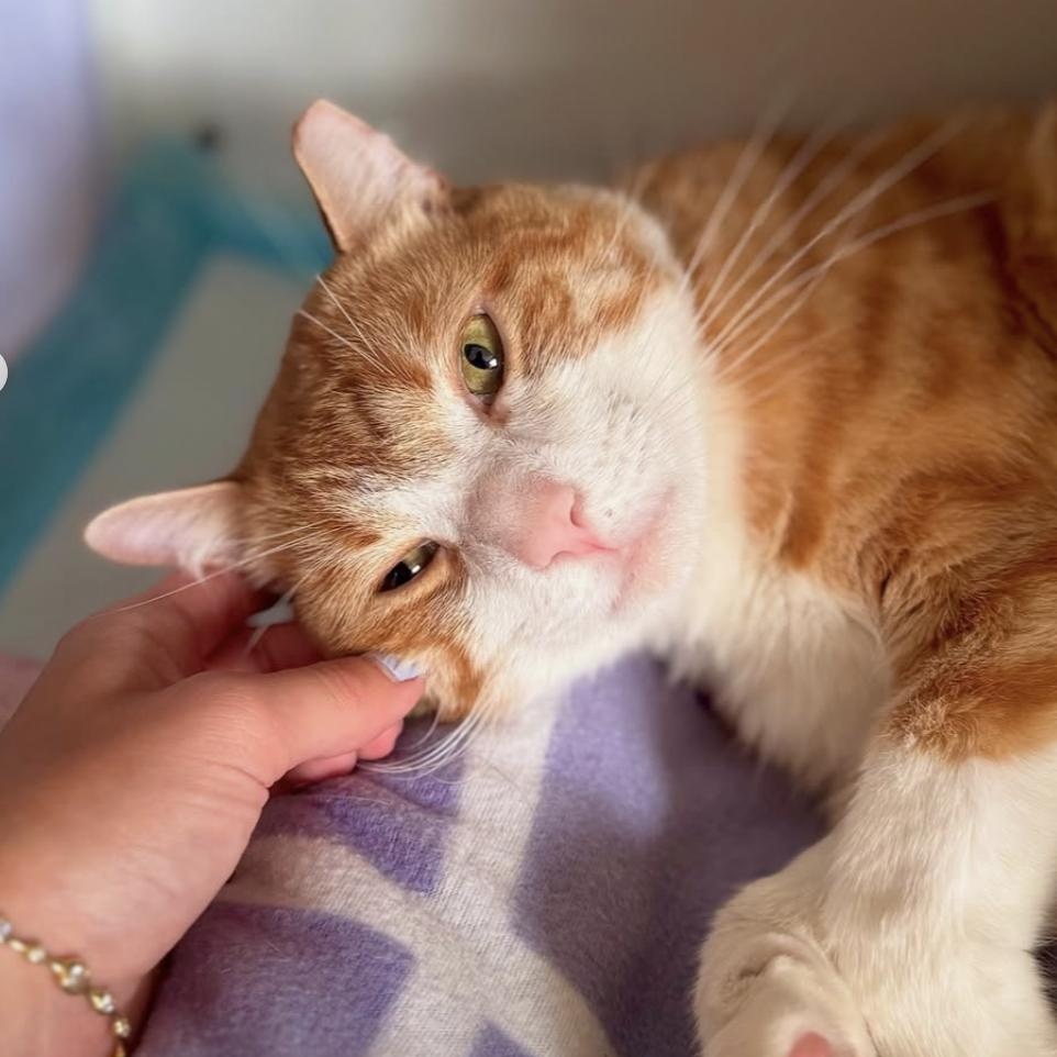 Enlarge Tom, a Adoptable Domestic Short Hair in Ramsey, NJ image 4/6