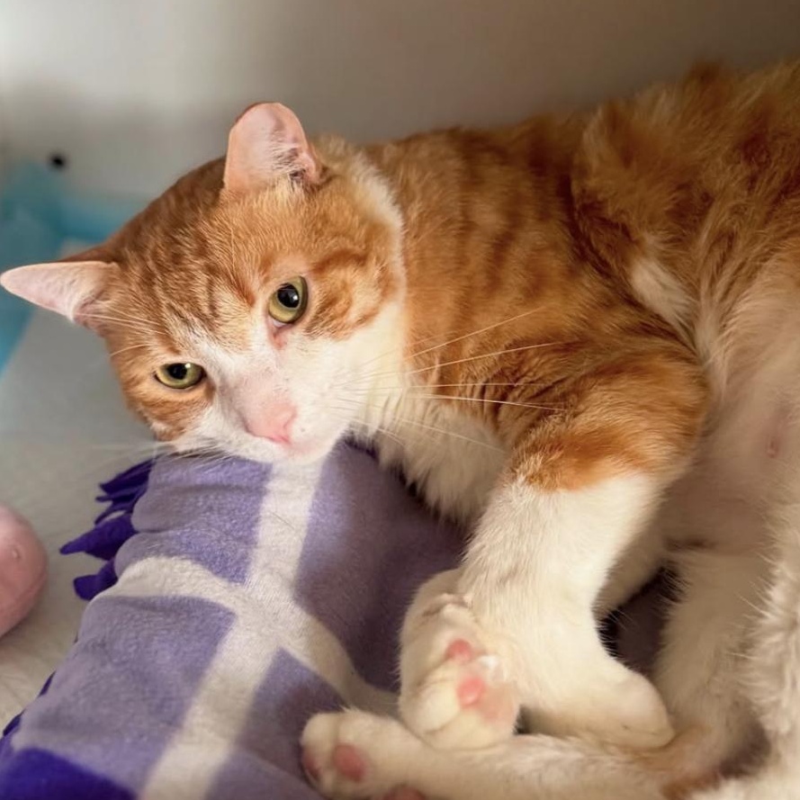 Enlarge Tom, a Adoptable Domestic Short Hair in Ramsey, NJ image 6/6