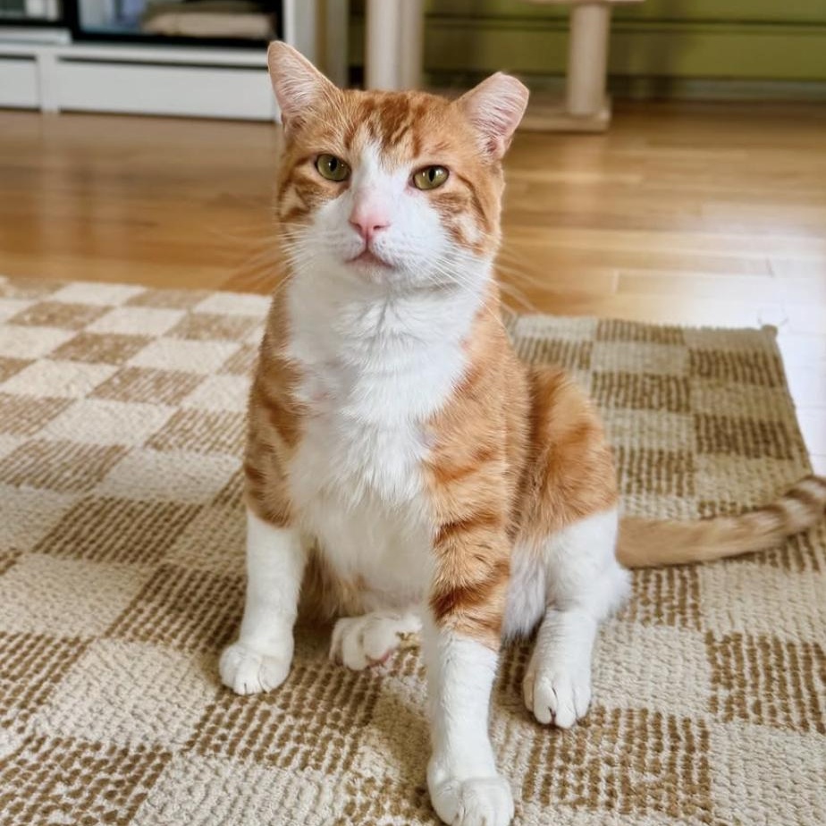 Enlarge Tom, a Adoptable Domestic Short Hair in Ramsey, NJ image 3/6