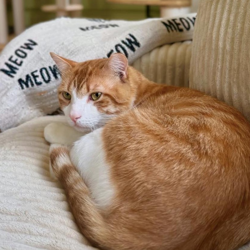 Enlarge Tom, a Adoptable Domestic Short Hair in Ramsey, NJ image 5/6