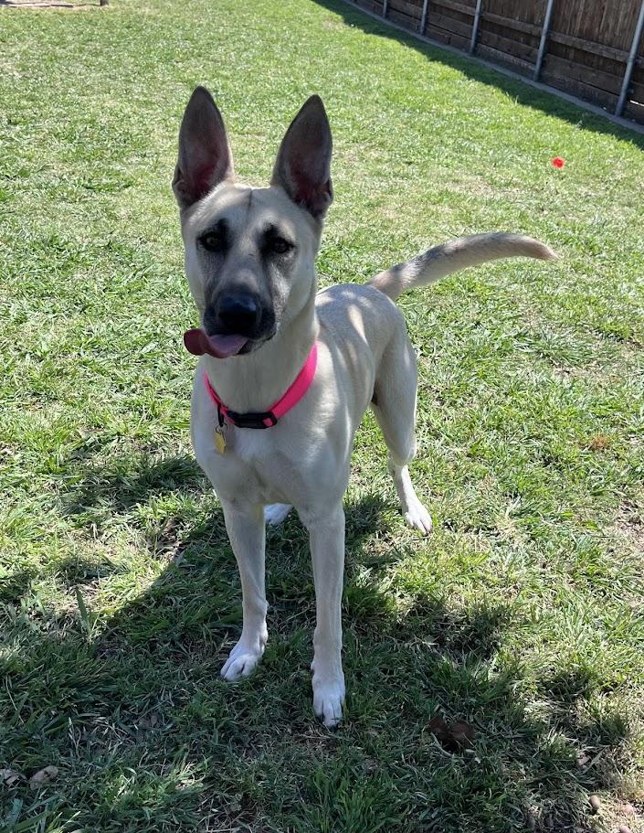 Enlarge Nova* A216117, a ADOPTABLE mixed breed in Plano, TX image 6/6