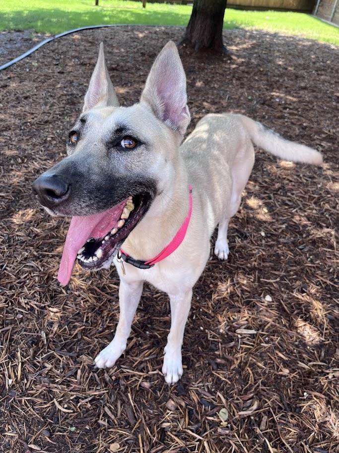 Nova* A216117, ADOPTABLE, Adult Female German Shepherd Dog.