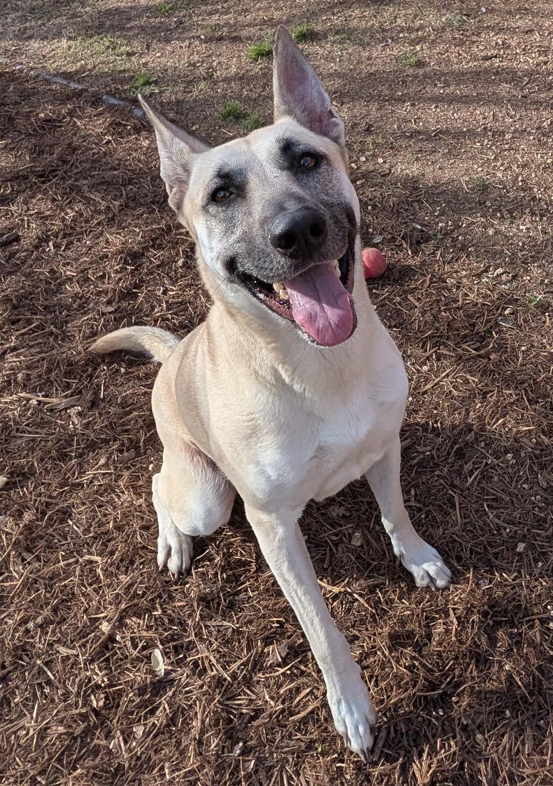 Enlarge Nova* A216117, a ADOPTABLE mixed breed in Plano, TX image 3/6