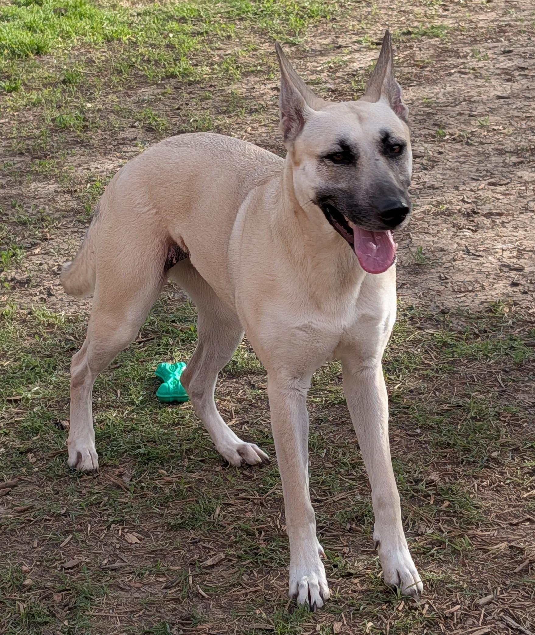 Enlarge Nova* A216117, a ADOPTABLE mixed breed in Plano, TX image 4/6