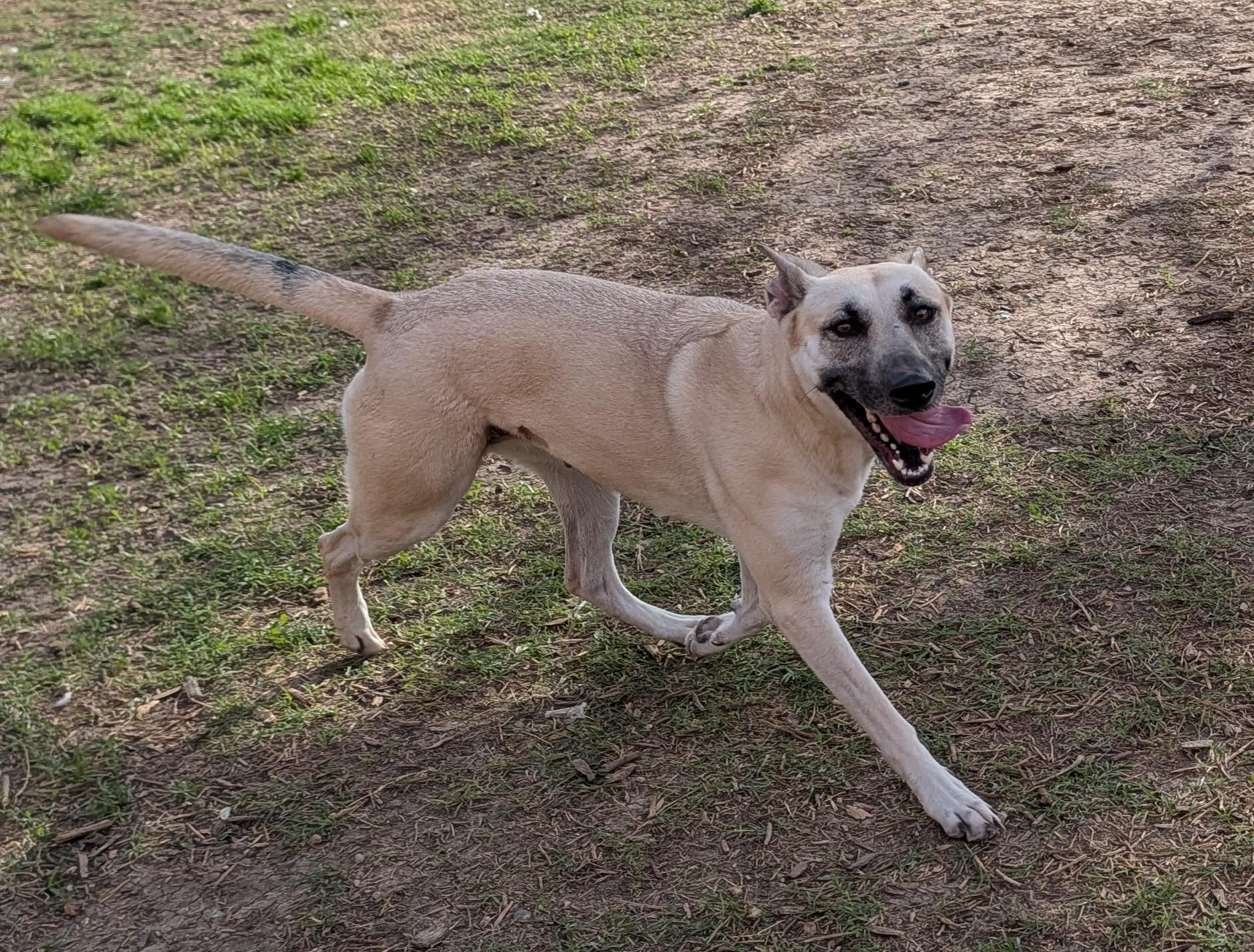 Enlarge Nova* A216117, a ADOPTABLE mixed breed in Plano, TX image 5/6