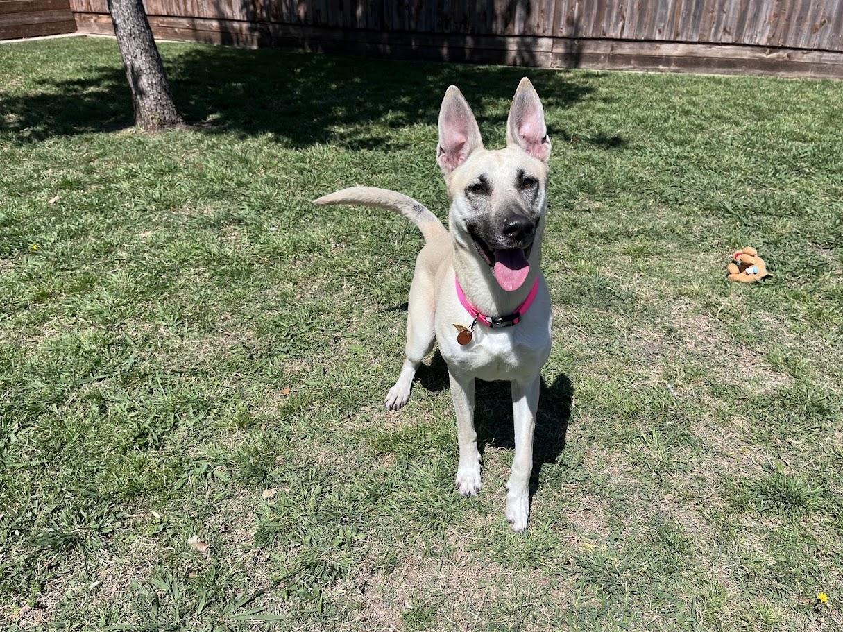 Enlarge Nova* A216117, a ADOPTABLE mixed breed in Plano, TX image 1/6