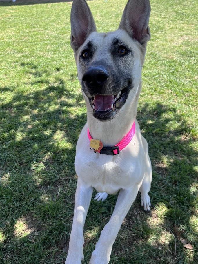 Enlarge Nova* A216117, a ADOPTABLE mixed breed in Plano, TX image 2/6