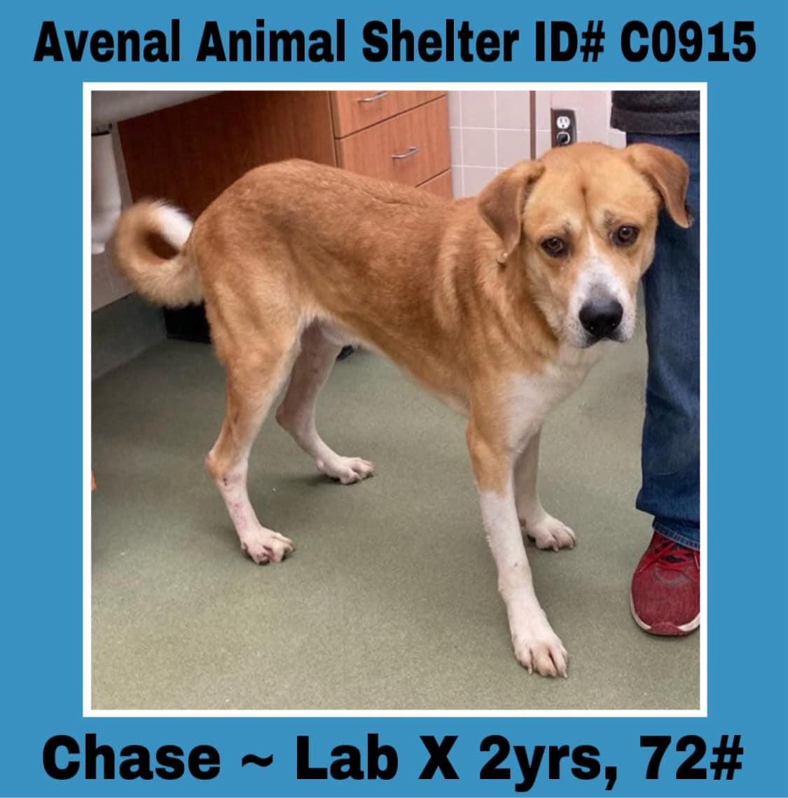 Enlarge Chase, a Adoptable mixed breed in Avenal, CA image 1/1