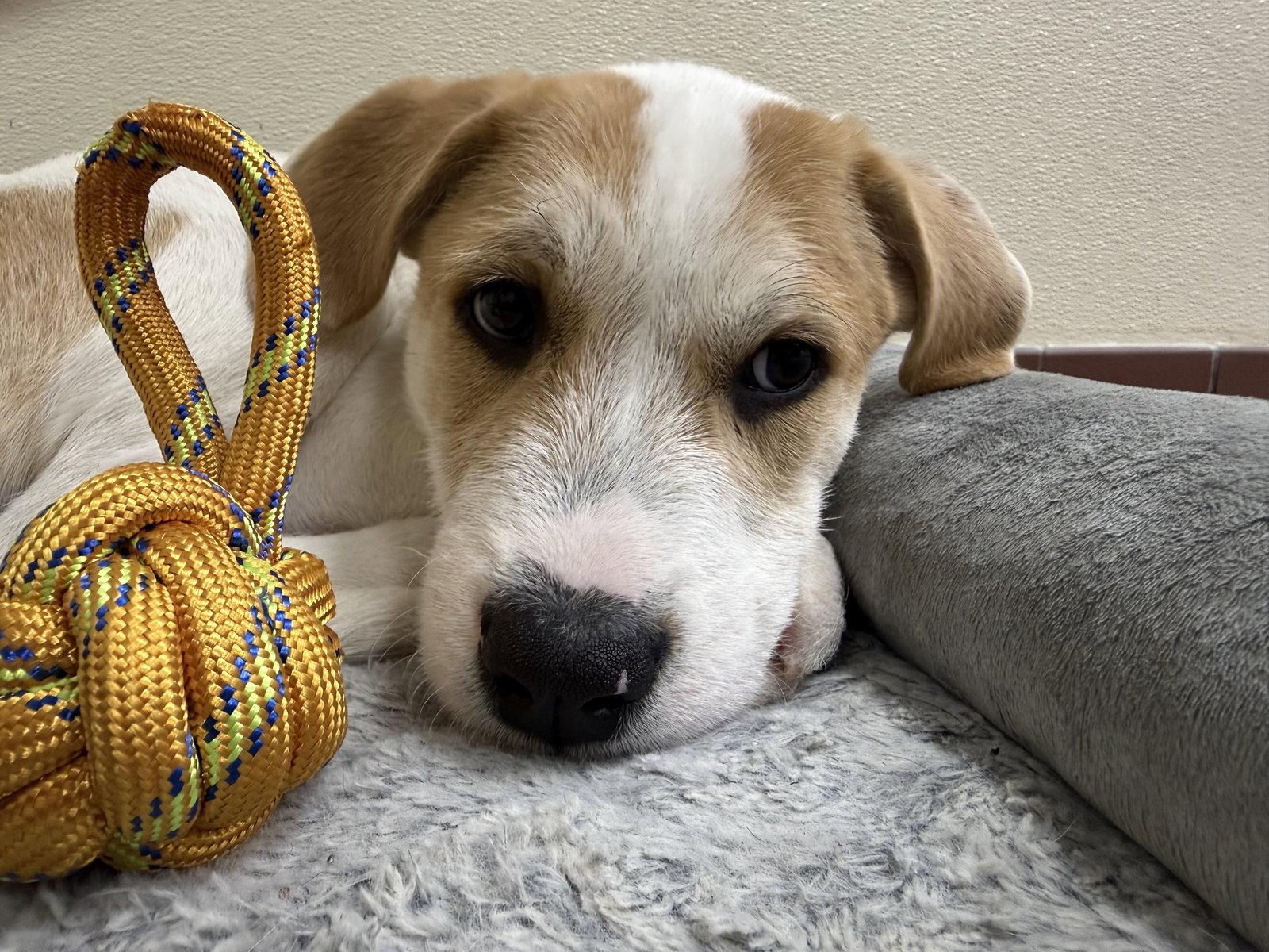 Leo, Adopted, Puppy Male Wire Fox Terrier & Labrador Retriever.