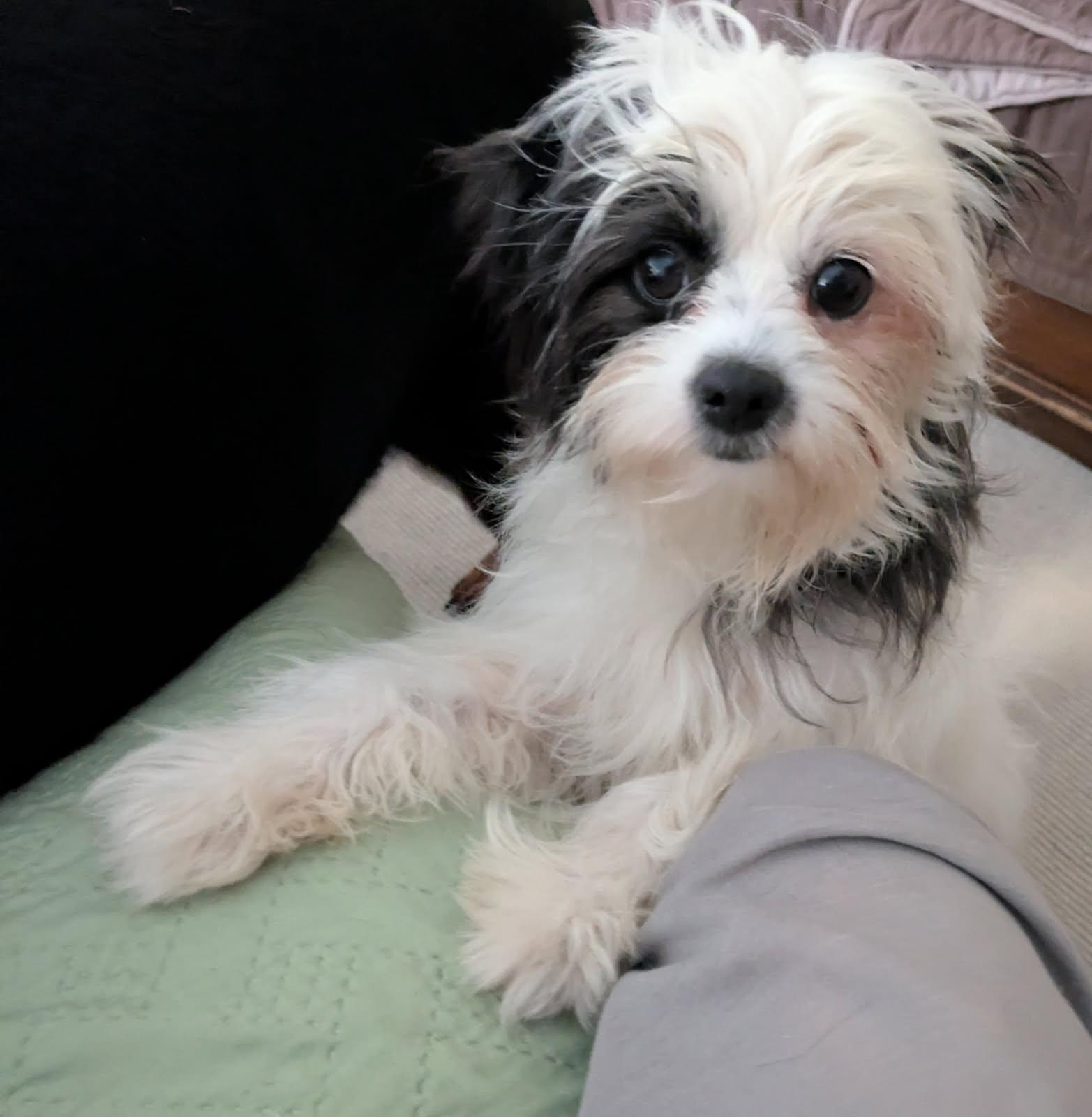 Jelly Bean, adoptable, Young Female Chinese Crested Dog.
