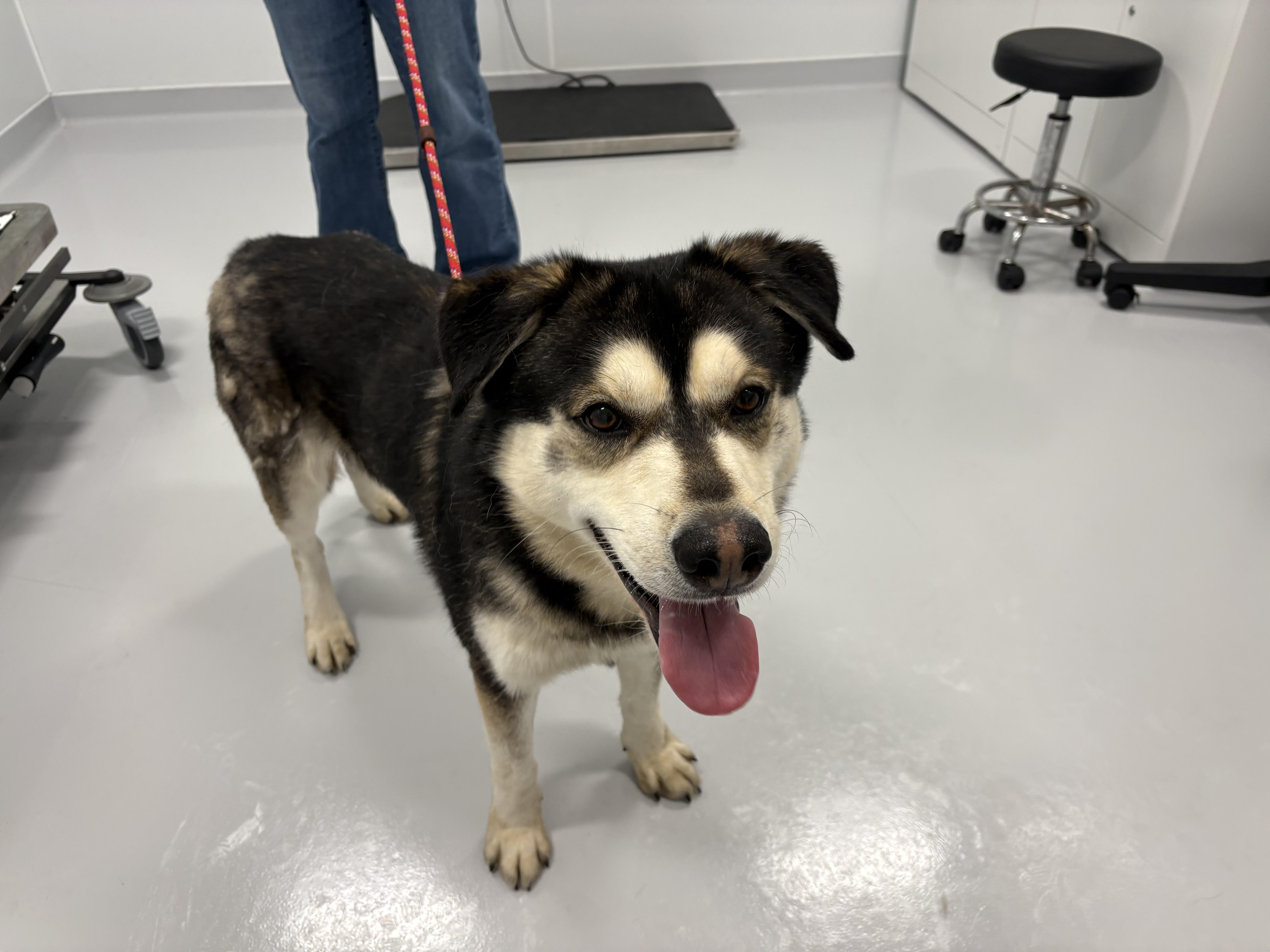 Enlarge Hendrix, a ADOPTABLE mixed breed in Kankakee, IL image 2/2