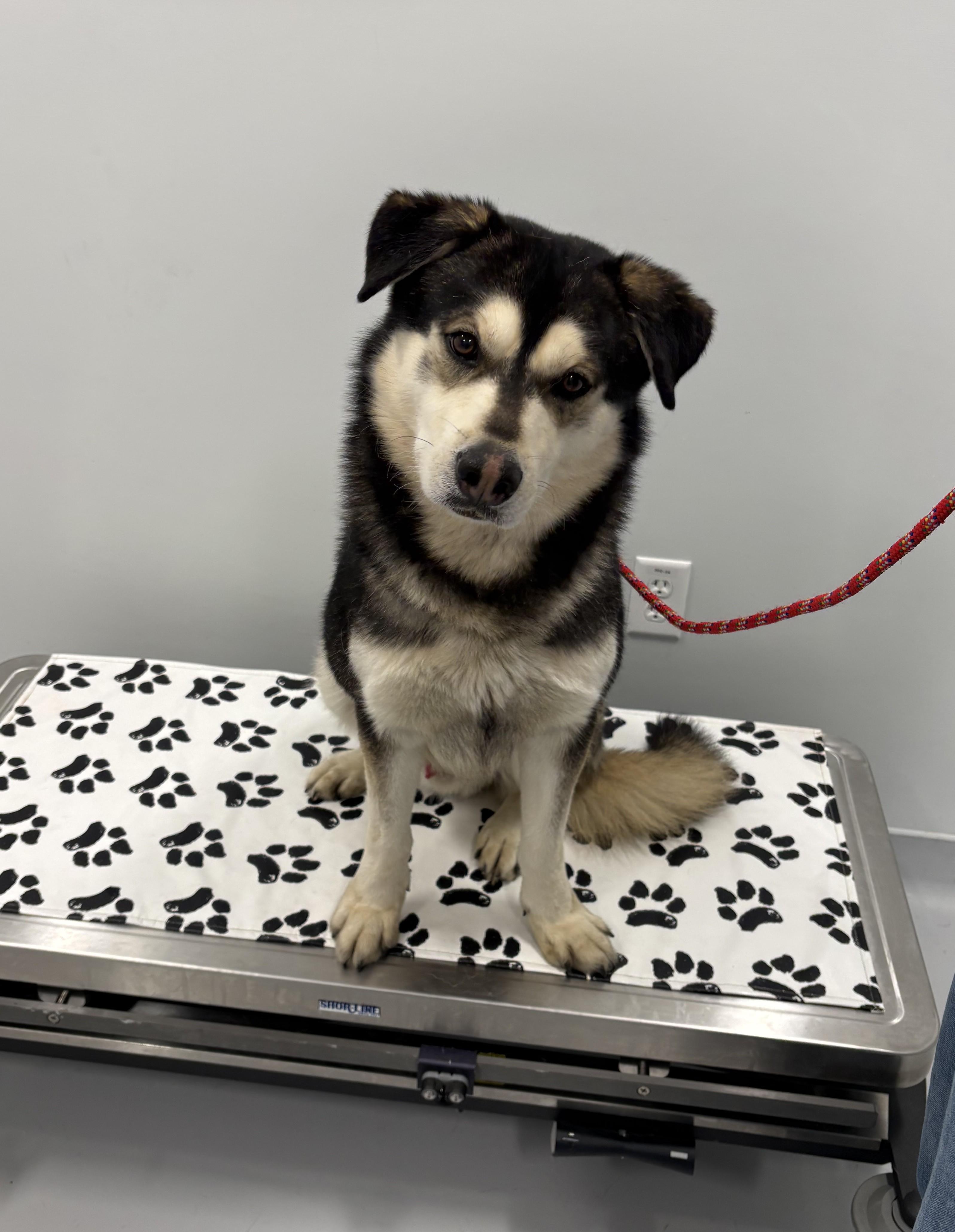 Hendrix, ADOPTABLE, Adult Male Alaskan Malamute.