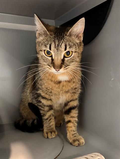 PENELOPE, Adoptable, Young Female Domestic Short Hair.