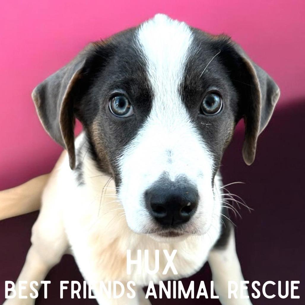 Hux, Adoptable, Puppy Female German Shepherd Dog.