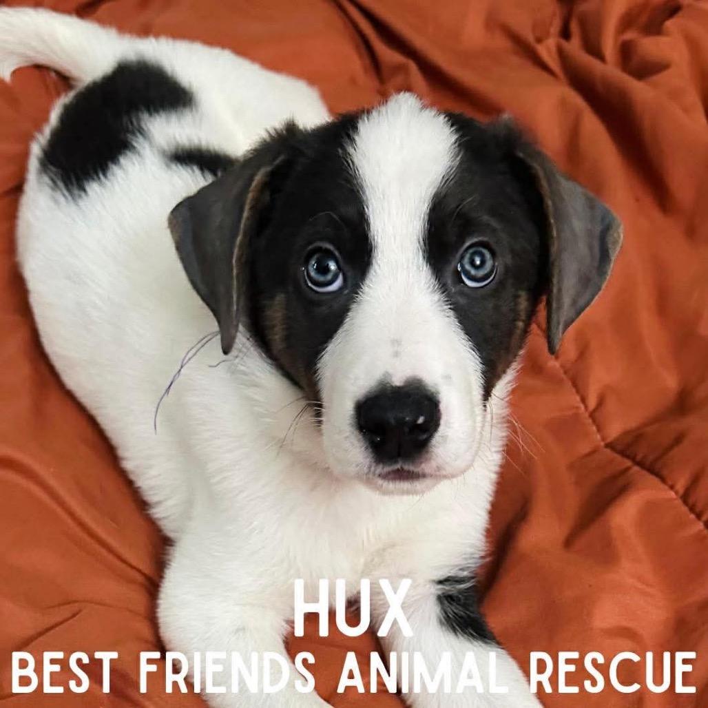Hux, Adoptable, Puppy Female German Shepherd Dog.