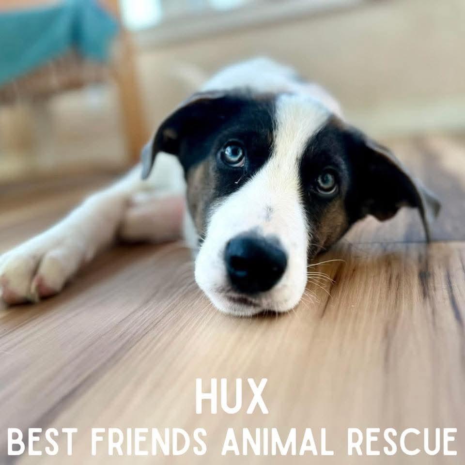 Enlarge Hux, a Adoptable German Shepherd Dog in Wasilla, AK image 2/6