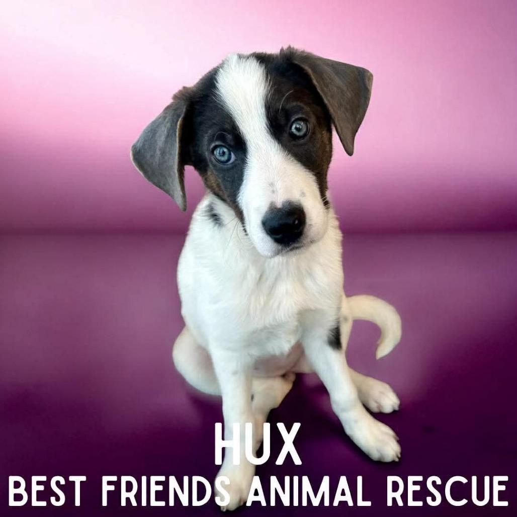 Enlarge Hux, a Adoptable German Shepherd Dog in Wasilla, AK image 2/6