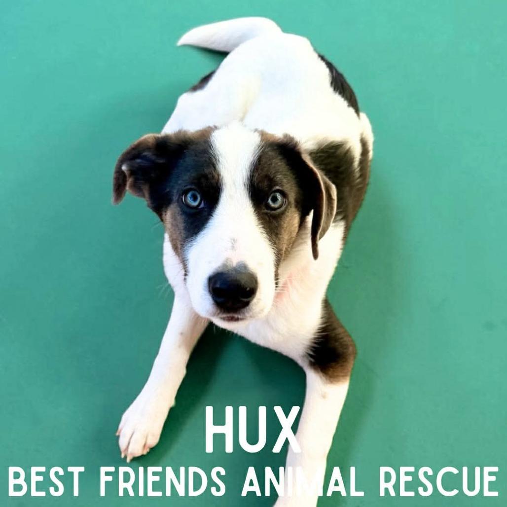 Enlarge Hux, a Adoptable German Shepherd Dog in Wasilla, AK image 2/6