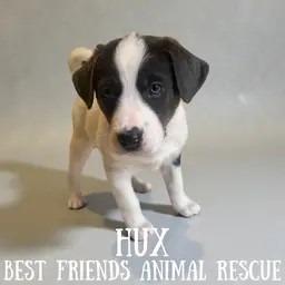 Hux, Adoptable, Puppy Female German Shepherd Dog.