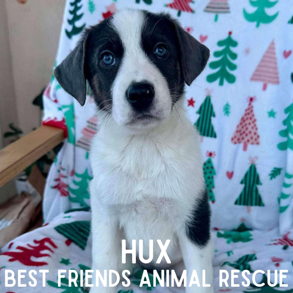 Enlarge Hux, a Adoptable German Shepherd Dog in Wasilla, AK image 4/6