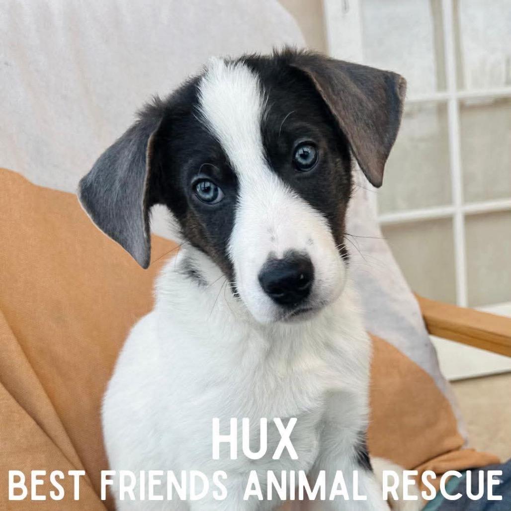 Enlarge Hux, a Adoptable German Shepherd Dog in Wasilla, AK image 5/6