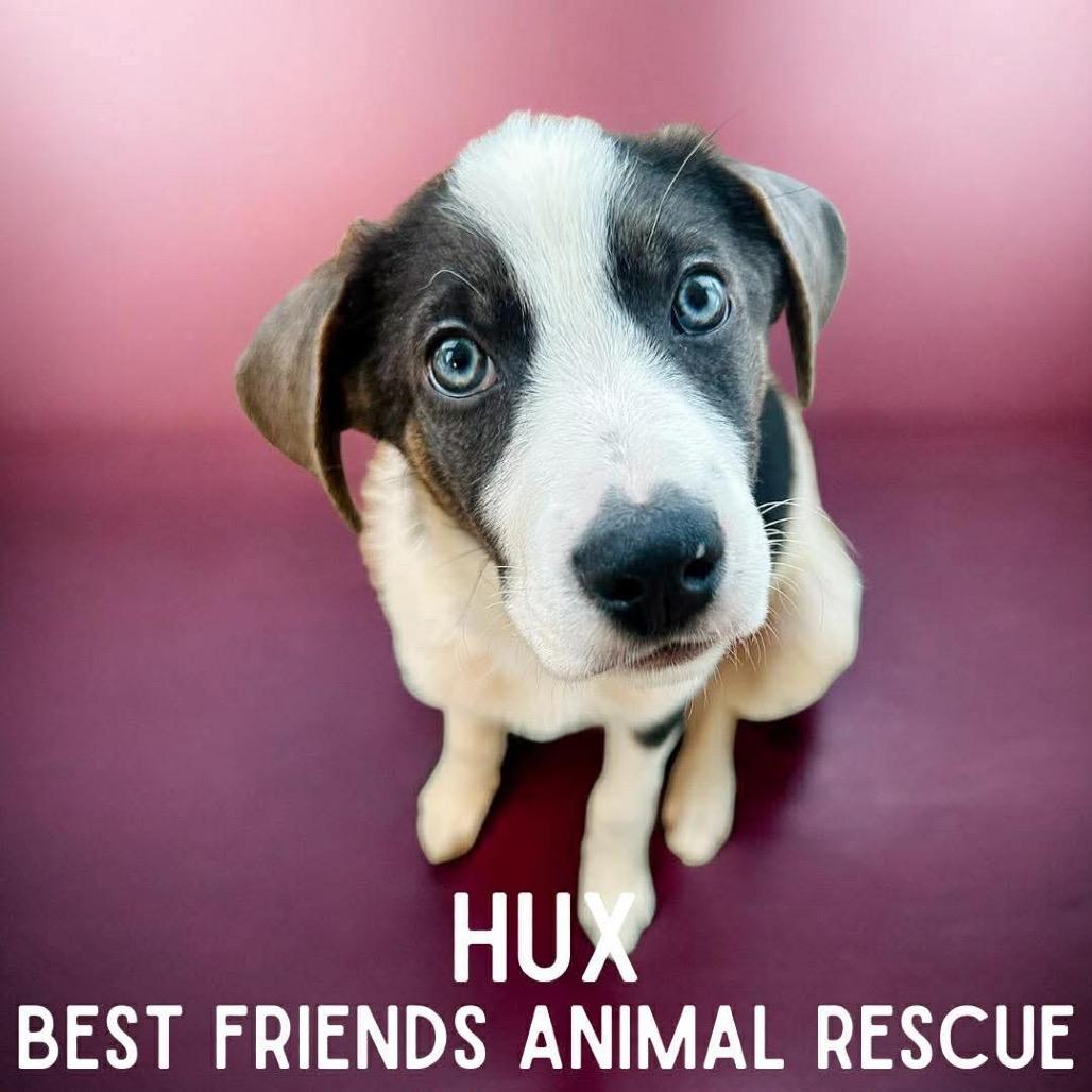 Enlarge Hux, a Adoptable German Shepherd Dog in Wasilla, AK image 6/6