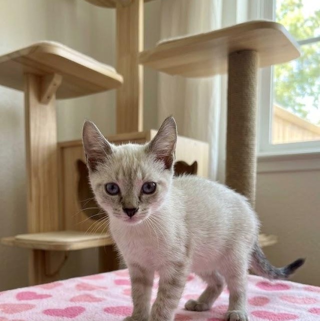 Squeeks - Adopted | Petfinder