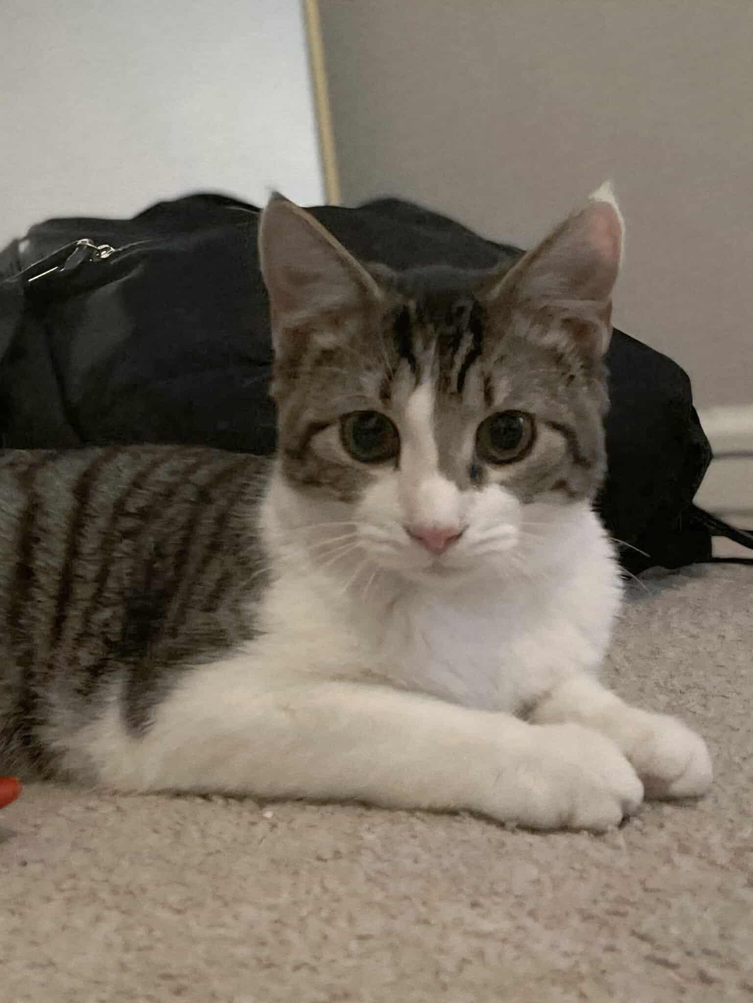 Jellyroll, Adopted, Young Male Domestic Short Hair.