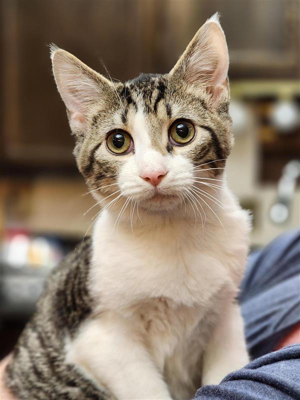 Enlarge Jellyroll, a Adopted Domestic Short Hair in Bristol, TN image 3/3