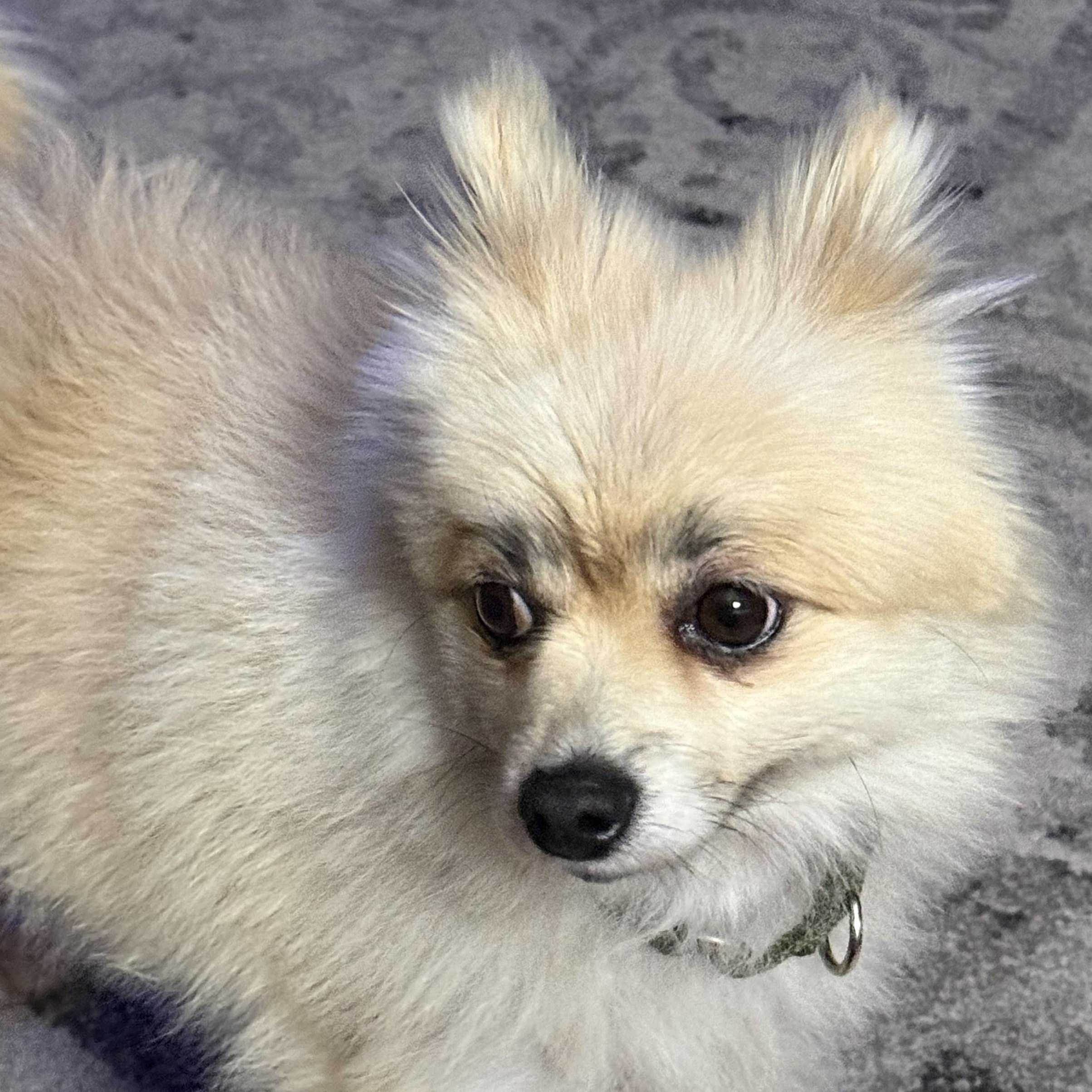 Sugar, Adoptable, Adult Female Pomeranian.