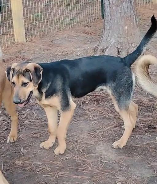 Enlarge Joe, a Adoptable mixed breed in Carson, MS image 1/3
