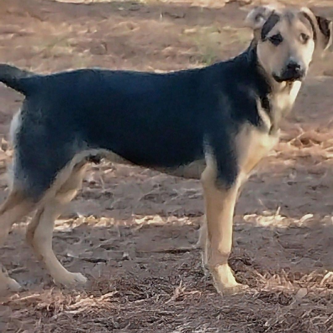 Enlarge Joe, a Adoptable mixed breed in Carson, MS image 3/3