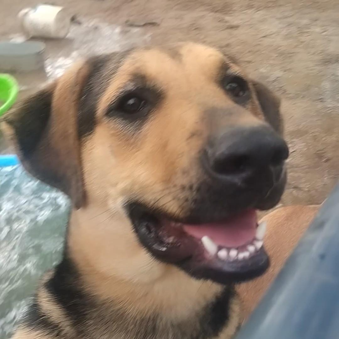 Enlarge Joe, a Adoptable mixed breed in Carson, MS image 2/3