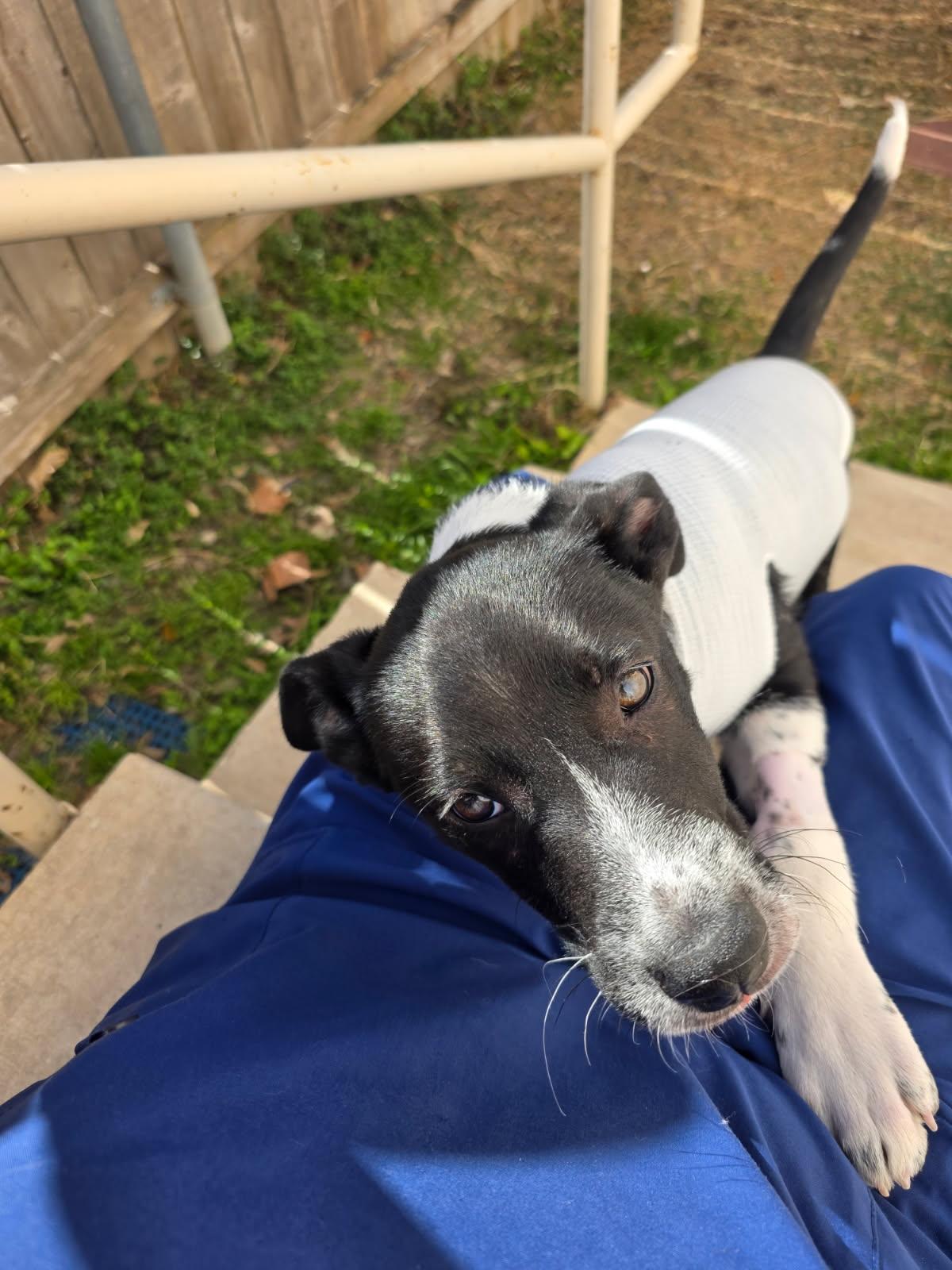 Reese, a ADOPTABLE mixed breed in Fair Oaks Ranch, TX image 5/5