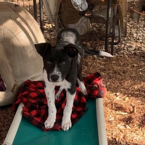 Reese, a ADOPTABLE mixed breed in Fair Oaks Ranch, TX image 4/5