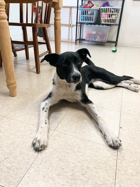 Enlarge Reese, a ADOPTABLE mixed breed in Fair Oaks Ranch, TX image 5/6