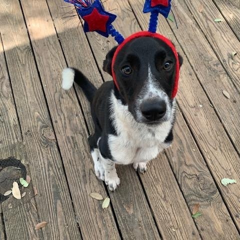 Enlarge Reese, a ADOPTABLE mixed breed in Fair Oaks Ranch, TX image 6/6