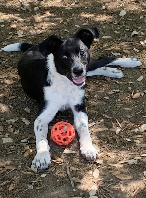 Enlarge Reese, a ADOPTABLE mixed breed in Fair Oaks Ranch, TX image 1/5