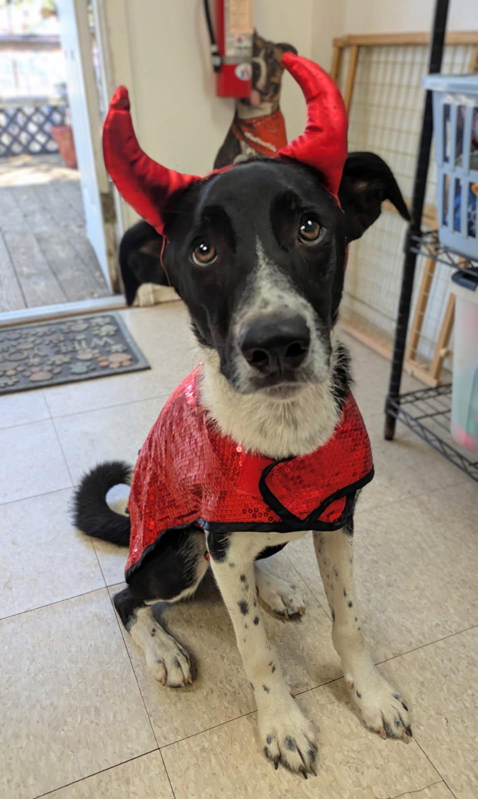Enlarge Reese, a Adoptable mixed breed in Fair Oaks Ranch, TX image 6/6