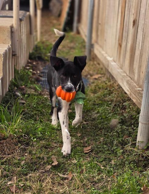 Reese, a ADOPTABLE mixed breed in Fair Oaks Ranch, TX image 3/5