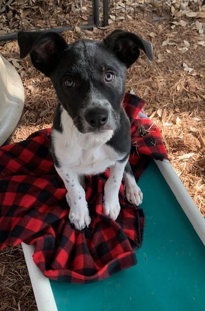 Reese, ADOPTABLE, Puppy Male Border Collie & Labrador Retriever.